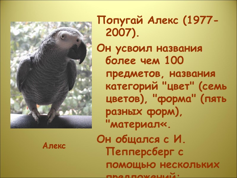 Попугай Алекс (1977-2007).  Он усвоил названия более чем 100 предметов, названия категорий 